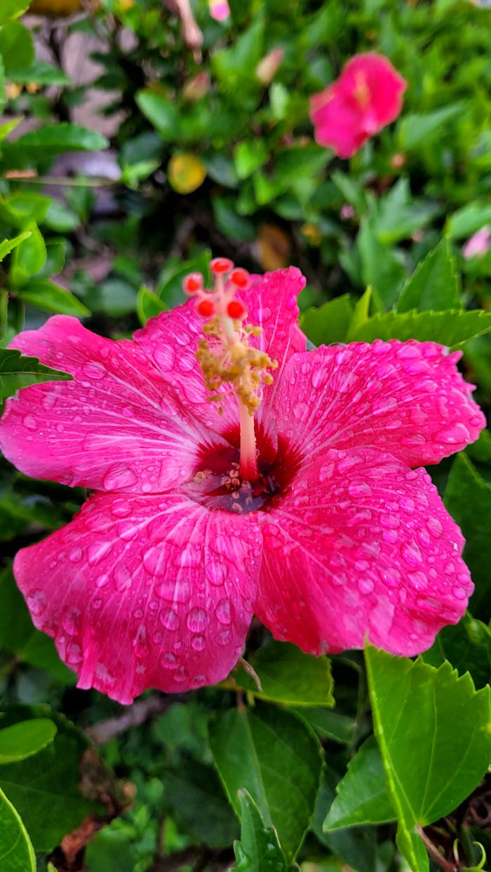 Close-up of a pink hibiscus flower with fresh dew drops, highlighting its vibrant color.